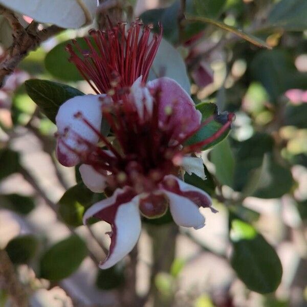 Acca sellowiana Flower