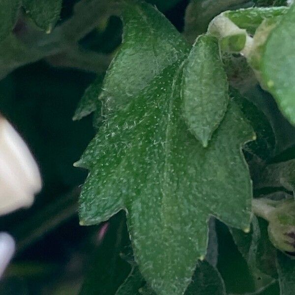 Dendranthema grandiflorum Fulla