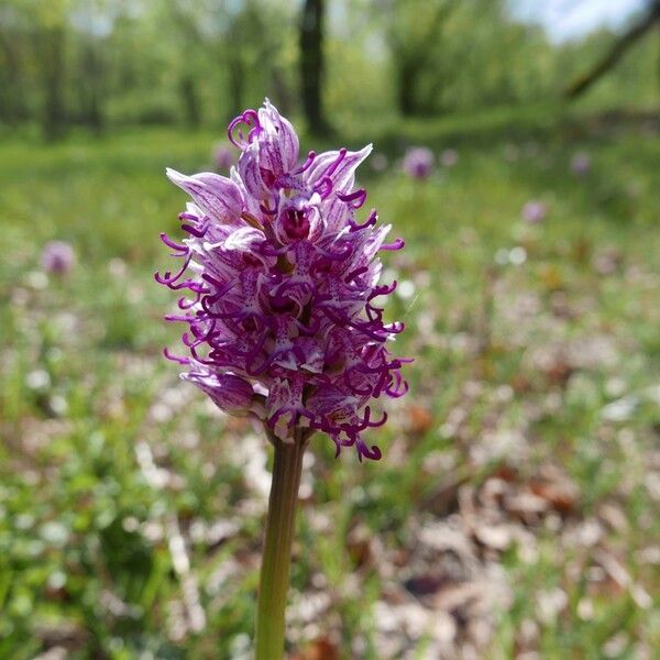 Orchis simia 花