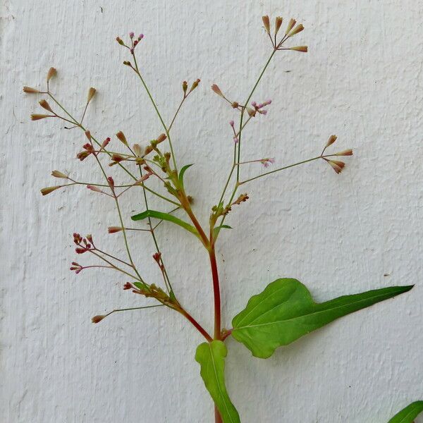 Boerhavia erecta 花