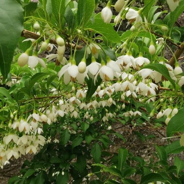 Styrax japonicus ᱵᱟᱦᱟ