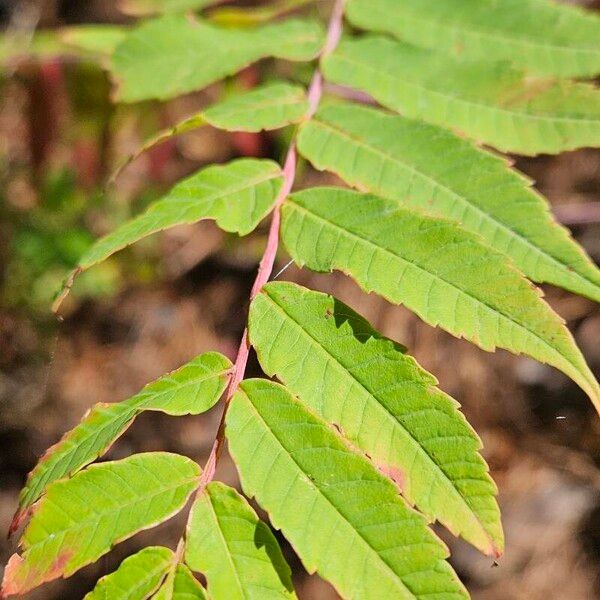 Rhus glabra Bark