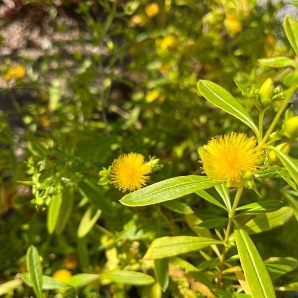 Hypericum prolificum Квітка