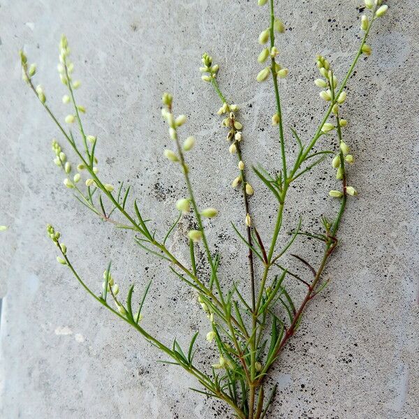 Polygala paniculata Habitus