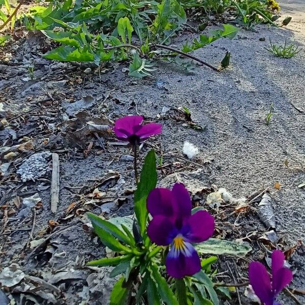 Viola tricolor Flower