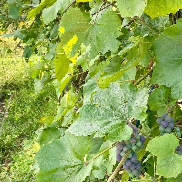 Vitis labrusca 整株植物