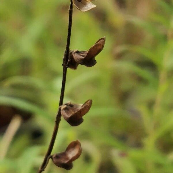 Scutellaria baicalensis 果實