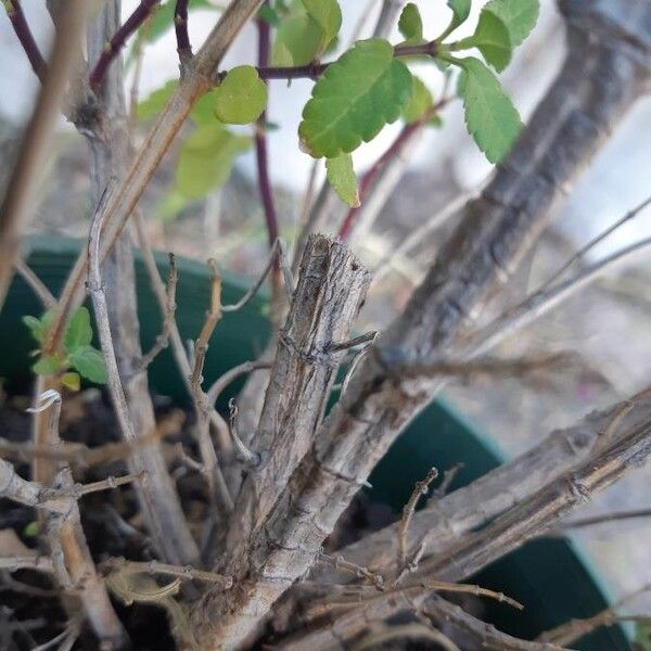 Salvia microphylla چھال