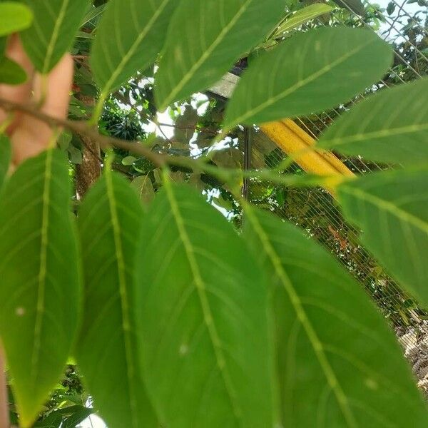 Annona squamosa Hostoa