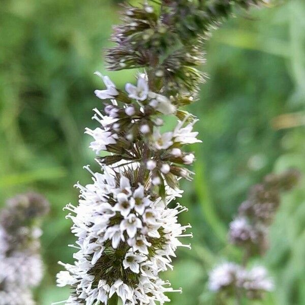 Mentha × piperita Kukka