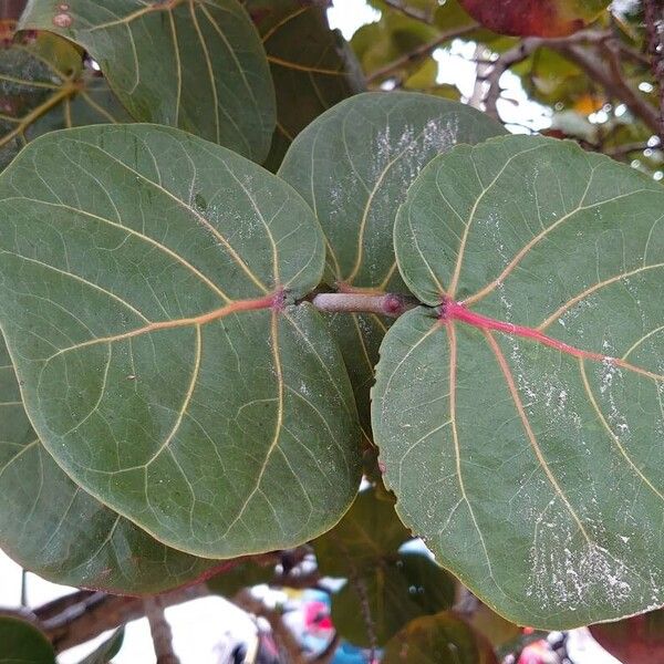 Coccoloba uvifera Folha