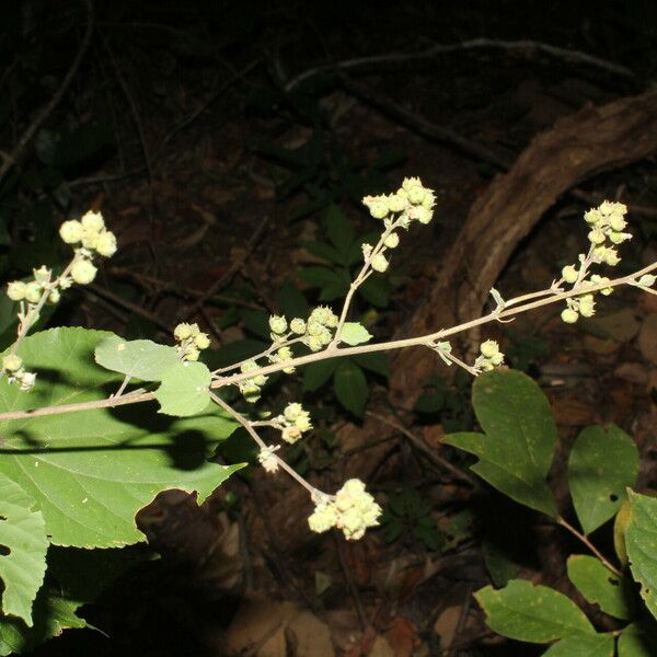 Allosidastrum pyramidatum Habitus