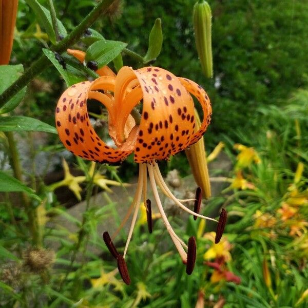 Lilium lancifolium Žiedas