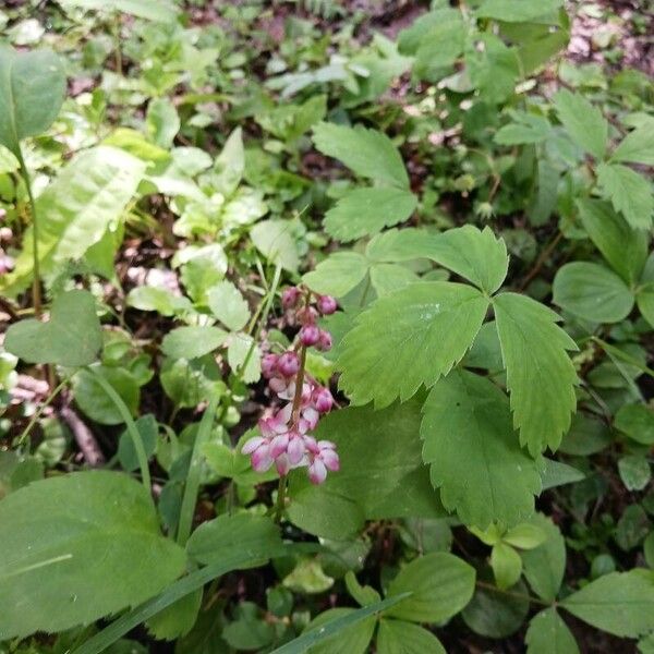 Pyrola asarifolia Flower