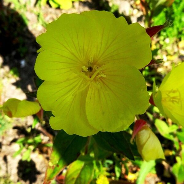 Oenothera tetragona 花