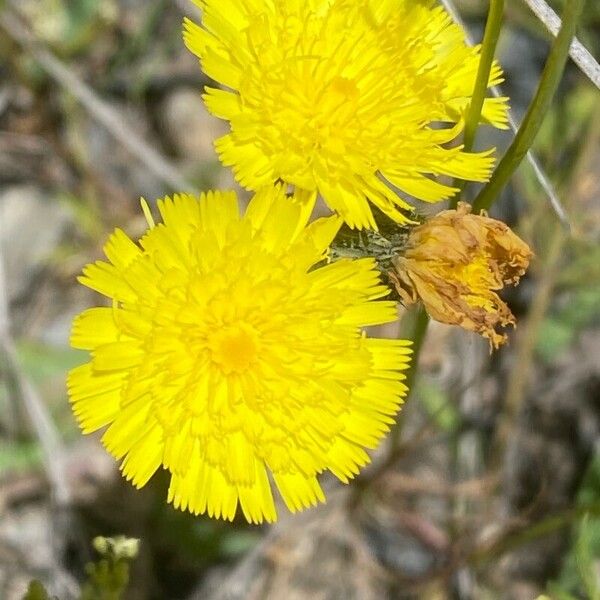 Pilosella lactucella Flower