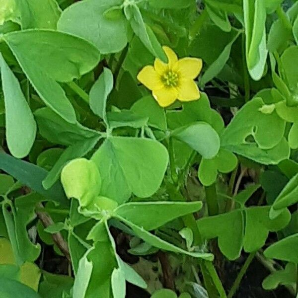 Oxalis stricta फूल