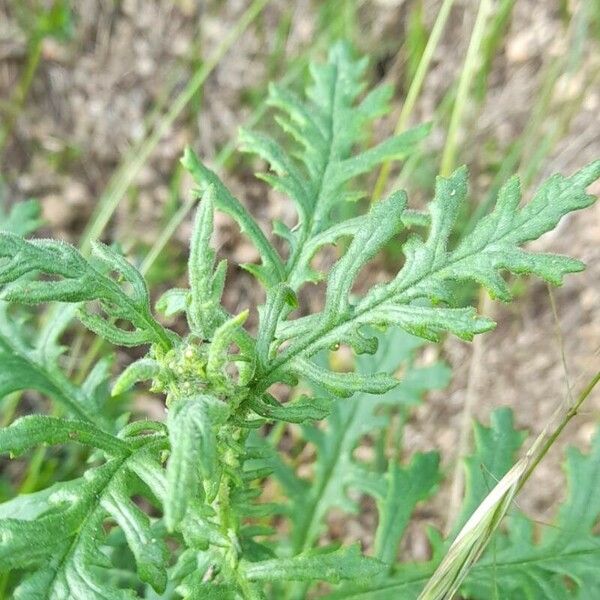 Senecio sylvaticus Blad