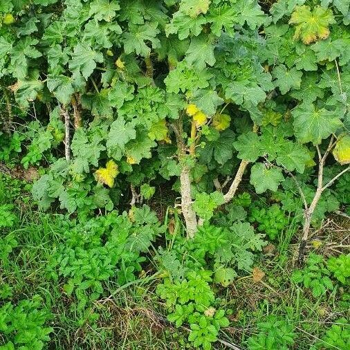 Malva arborea Levél