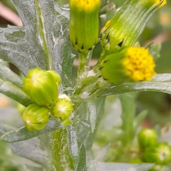 Senecio vulgaris Цвят