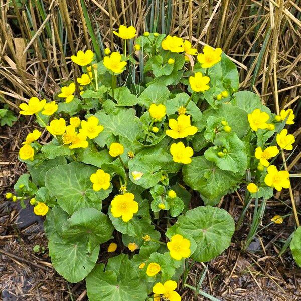 Caltha palustris ഇല