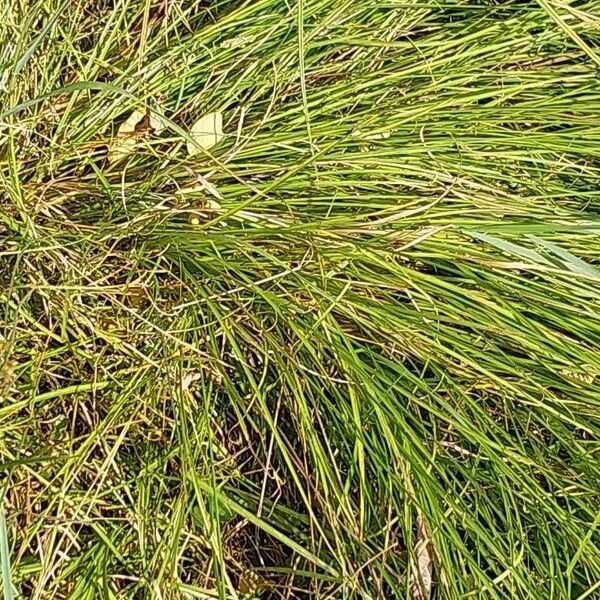 Carex divulsa Лист