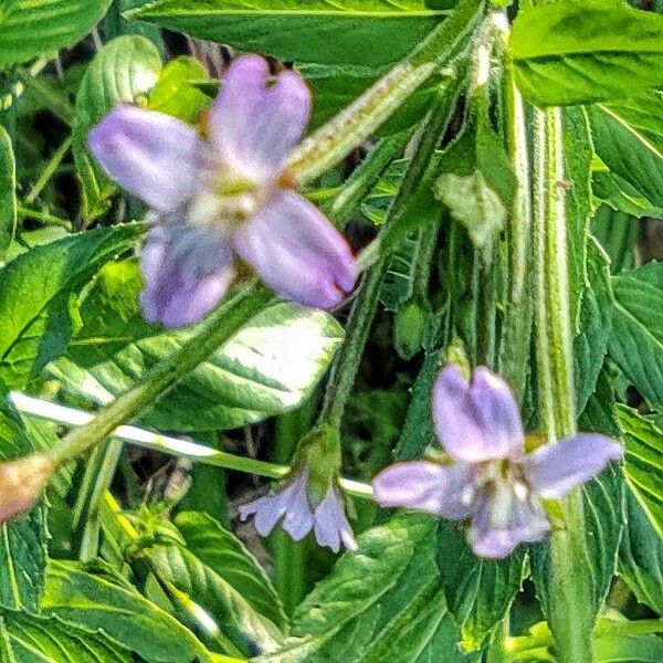 Epilobium palustre Kvet