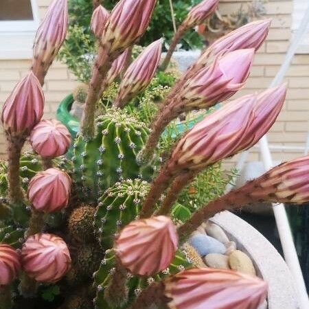 Echinopsis eyriesii Flower