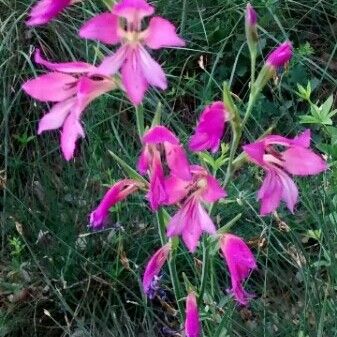 Gladiolus italicus Flor