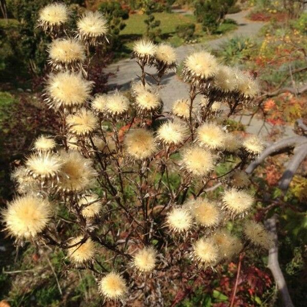 Carlina vulgaris Habitatea