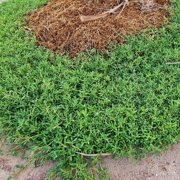 Sesuvium portulacastrum Habit