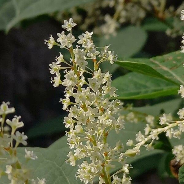 Reynoutria japonica Flor