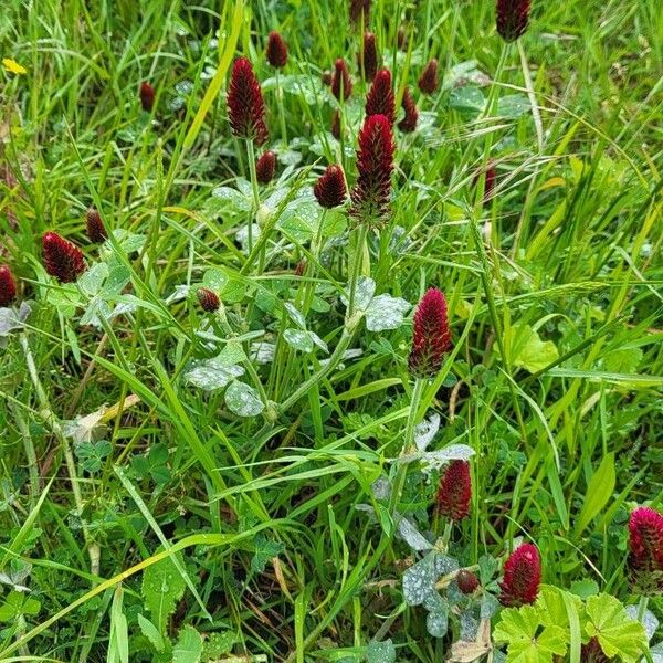 Trifolium incarnatum Hábito