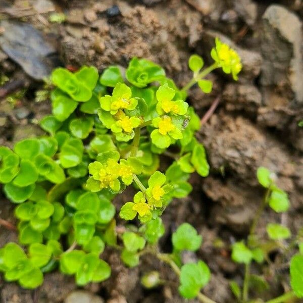 Chrysosplenium alternifolium পাতা