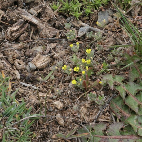 Alyssum minutum 花