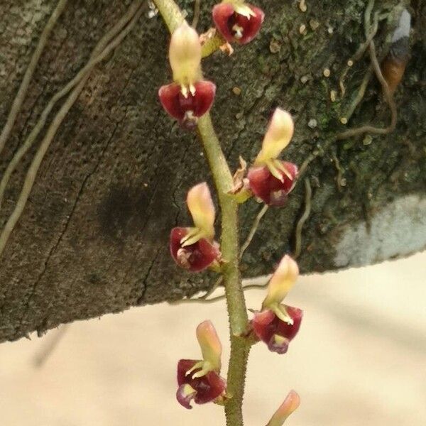 Bulbophyllum falcatum Květ