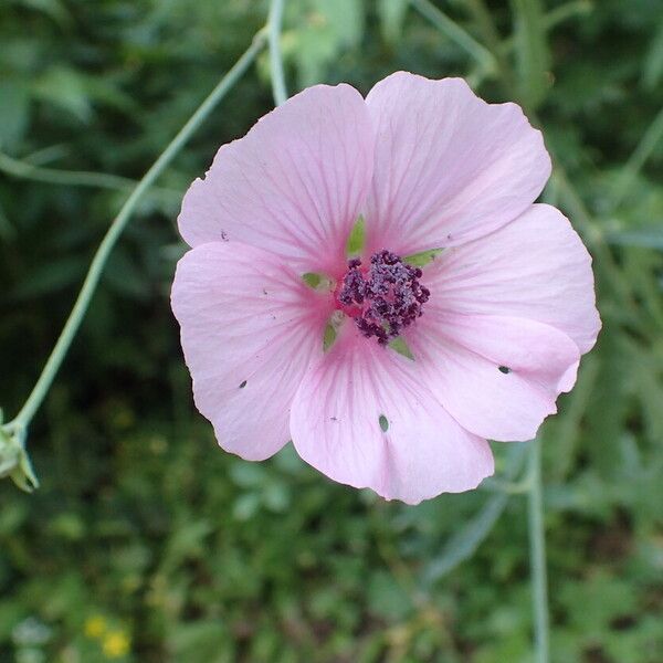 Althaea cannabina Квітка