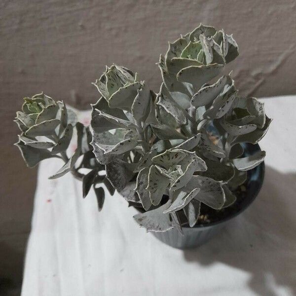 Kalanchoe rhombopilosa 叶