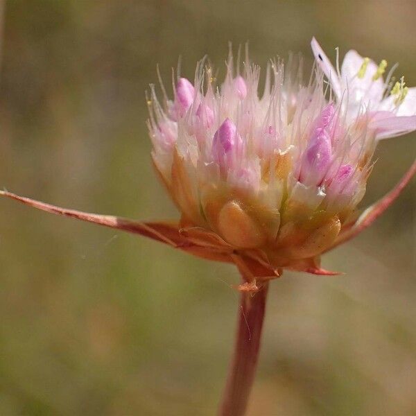 Armeria canescens Λουλούδι