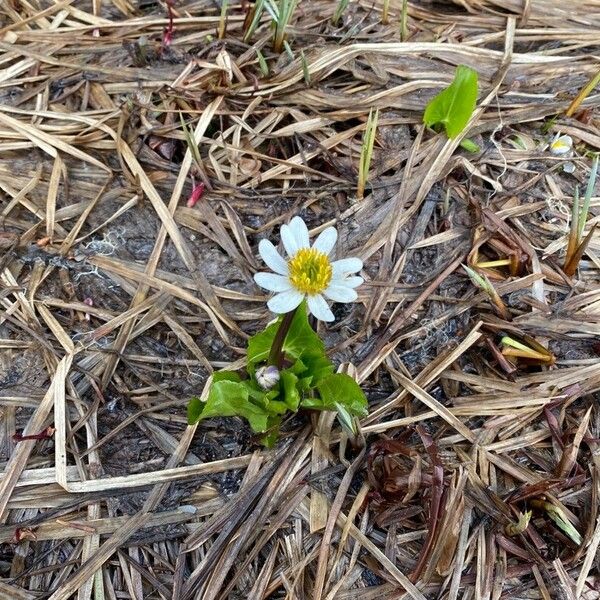 Caltha leptosepala 花