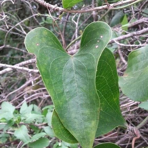 Smilax aspera 葉