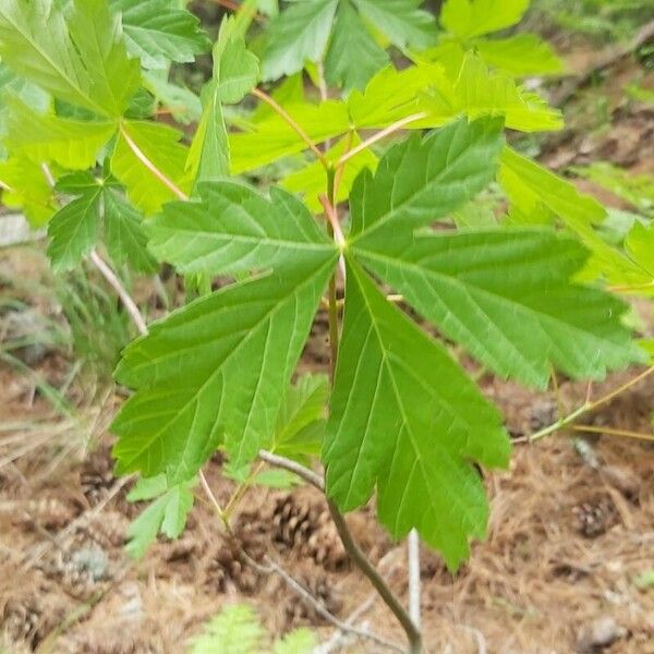 Acer heldreichii Leaf