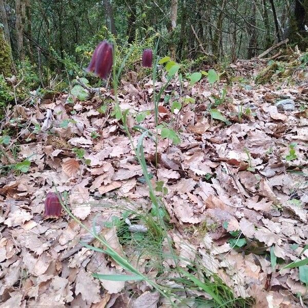 Fritillaria pyrenaica फूल