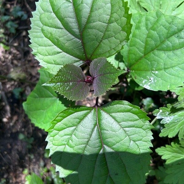 Clerodendrum bungei Leht