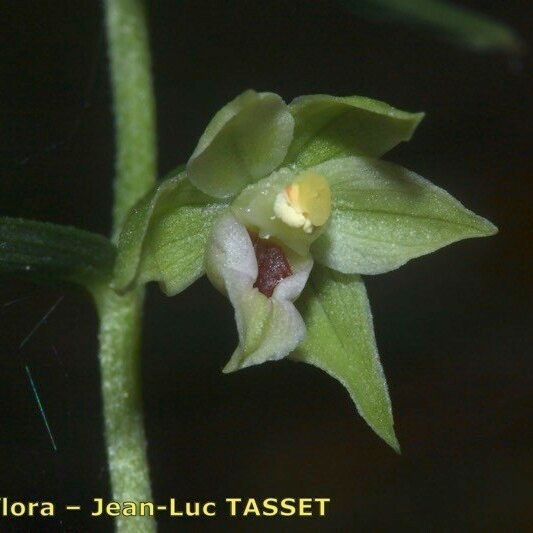 Epipactis leptochila Кветка