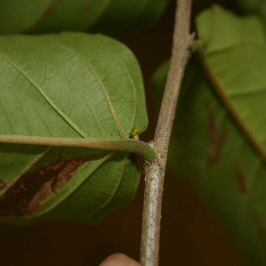 Banara guianensis Egyéb