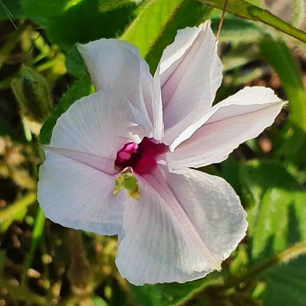 Ipomoea mombassana Blomma