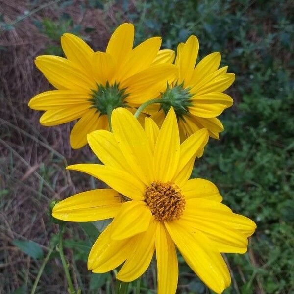 Helianthus tuberosus Flower