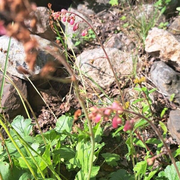 Heuchera sanguinea Virág