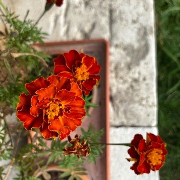 Tagetes erecta Квітка